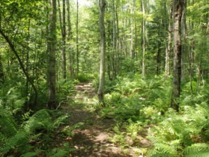 Picture of Seabury Wildwoods trail