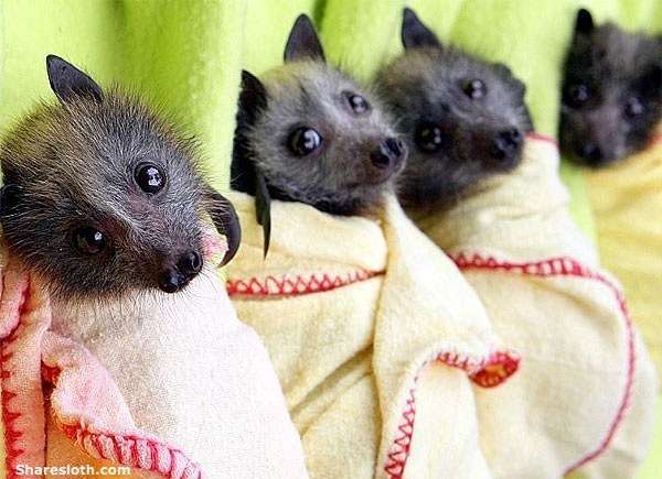 Picture of bats