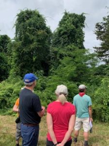 Bittersweet vines overtaking Cedar trees