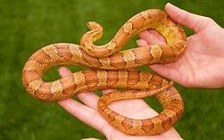 Picture of a corn snake held in two hands