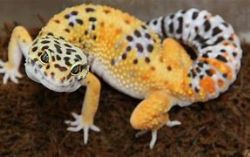 Picture of a yellow and white leopard gecko with black spots