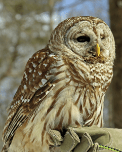 Photo of "Asha" a Barred Owl, courtesy Horizon Wings Raptor Rehabilitation and Education in Ashford, Connecticut