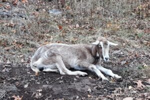 A Tollenberg goat in a neighbor's yard