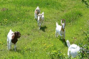 Group of Boer goats running across meadow at Hawk Hill Farm 