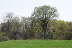 Champion tree towers above other trees at edge of meadow