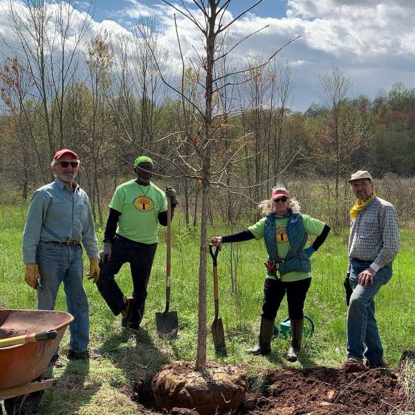 David Mann, Michael Riley, Sharon Mann, and Kevin Gough plant a Swamp White Oak
