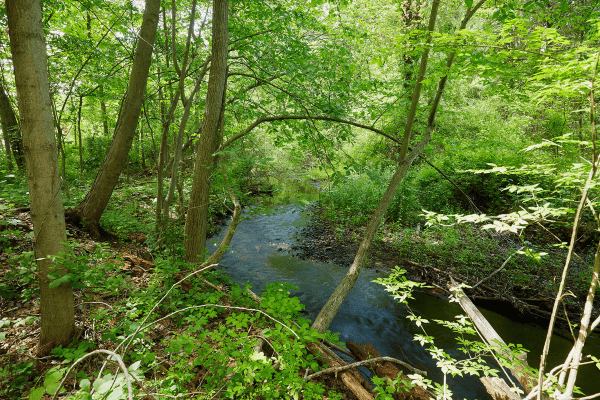 A small brook flows through the understory of a deciduous forest
